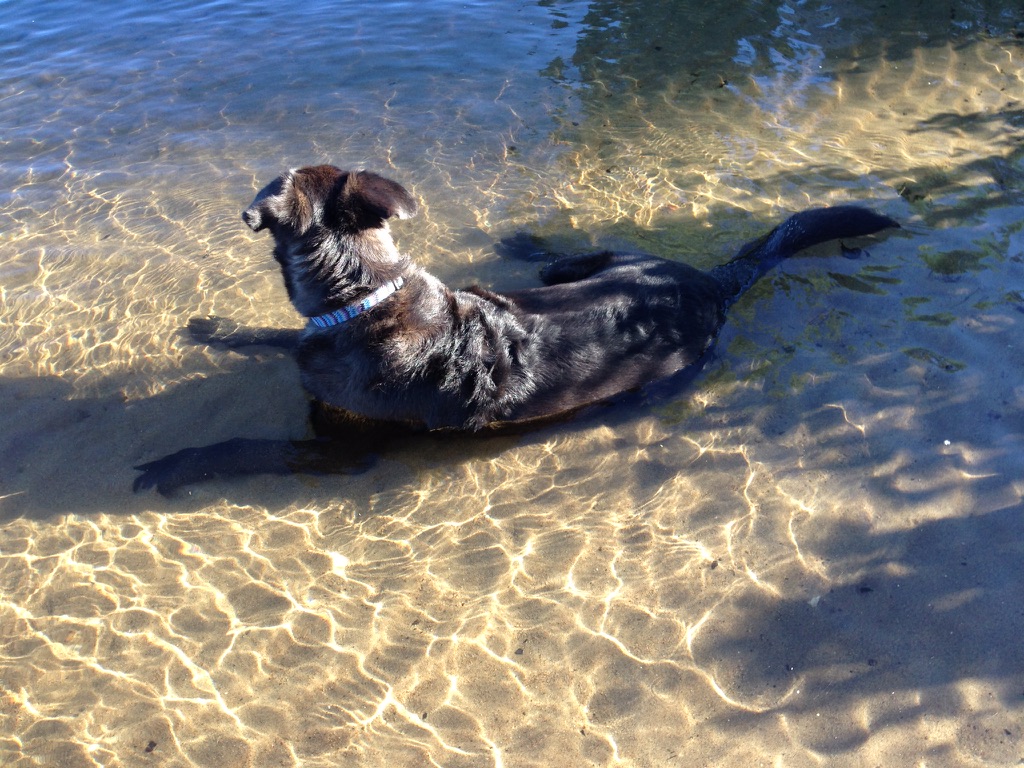 Dog wading in clear Frisco-area lake water