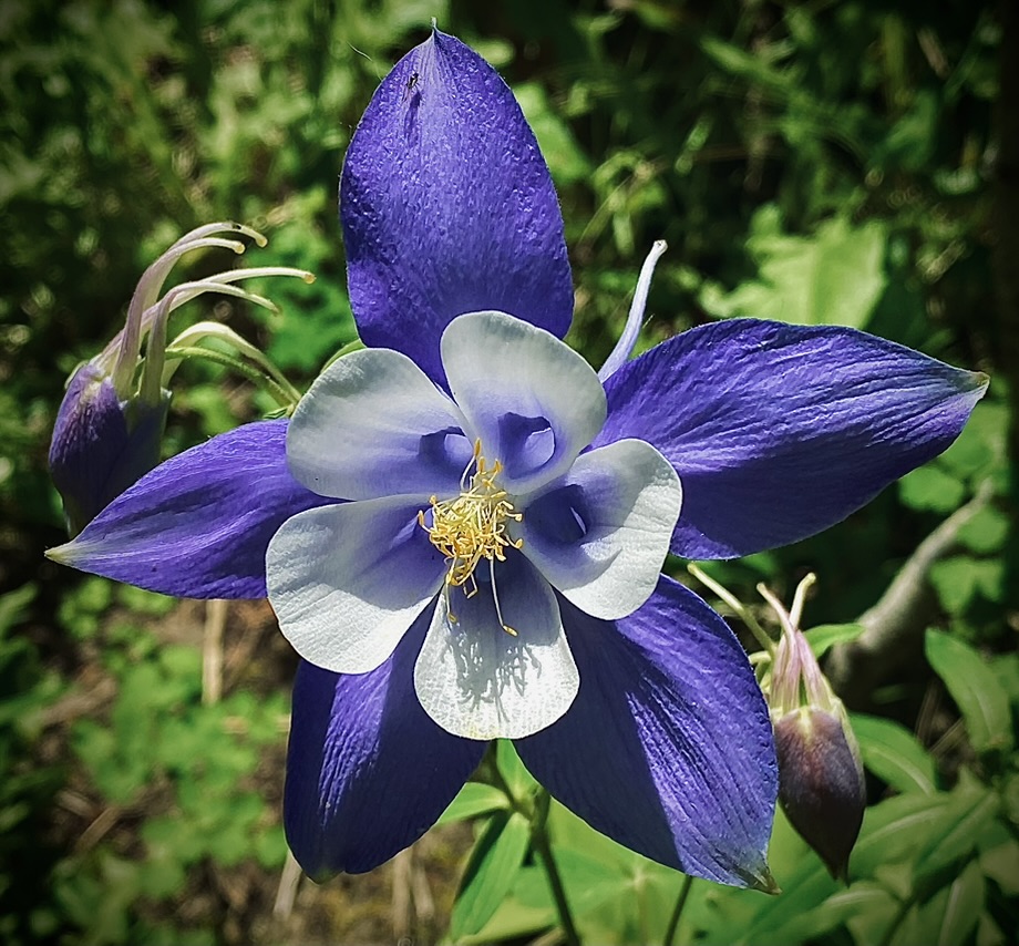 Colorado columbine near Summit Cove and Keystone trails